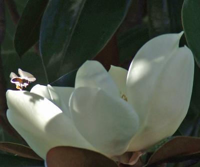 Прикрепленное изображение: 007.jpg